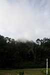 Borneo rain forest
