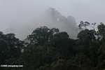 Borneo rain forest