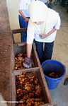 Worker sorting oil palm fruit for germplasm at IJM's oil palm seed production unit