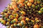 Ripe virescens oil palm fruit