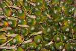 Green (unripe) oil palm fruit