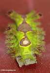 Adult nettle caterpillar (Thosea vetusta)