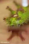 Adult nettle caterpillar (Thosea vetusta)
