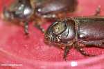 Rhinoceros beetle (Oryctes rhinoceros), an oil palm pest