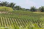 Young Oil palm trees