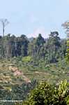 Oil palm plantation established on former rainforest land
