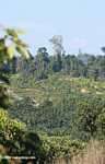 Oil palm plantation established on former rainforest land