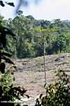 Deforestation in Sabang