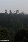 Haze rising from an oil palm plantation established on former rainforest land