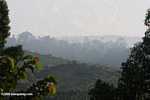 Haze over an oil palm plantation established on former rainforest land