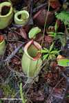 Nepenthes rafflesiana pitcher plant