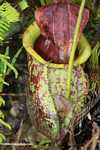 Giant Raffles' Pitcher-Plant (Nepenthes rafflesiana)