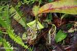 Giant Raffles' Pitcher-Plant (Nepenthes rafflesiana)