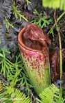 Common Swamp Pitcher-Plant (Nepenthes mirabilis)