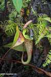 Slender pitcher plant (Nepenthes gracilis)