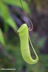 Nepenthes mirabilis pitcher plant
