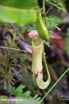 Nepenthes mirabilis pitcher plant