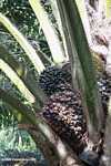 Harvesting oil palm fruit