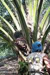 Harvesting oil palm fruit