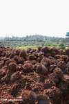 Piles of oil palm fruit at a palm oil mill
