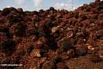 Piles of oil palm fruit at a palm oil mill