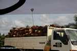 Oil palm fruit stacked in trucks