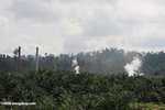 Palm oil mill in an oil palm plantation