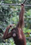 Young orangutan hanging from a rope at Sepilok