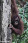 Orangutan on a tree trunk
