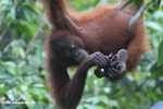 Young orangutan eating bananas