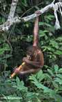 Orphaned orangutan chewing on sugar cane at Sepilok