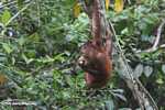 Orangutan hanging by its feet while eating sugar cane