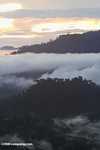 Mist rising from the Borneo rainforest