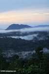 Mist rising from the Borneo rainforest