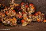 Oil palm fruits