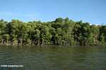 Mangrove forest along the Sabang River