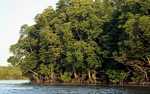 Mangrove forest along the Sabang River
