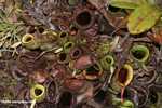 Nepenthes ampullaria pitcher plant