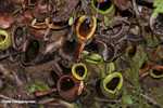 Nepenthes ampullaria pitcher plant
