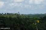 Oil palm plantation with forest on the horizon