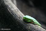 Red-eyed tree frog (Agalychnis spurrelli) sleeping on the buttress root of a rainforest tree