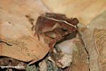 Leaf litter toad (Bufo typhonius alatus)