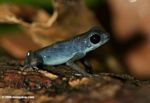 Blueberry poison arrow frog (Dendrobates pumilio)