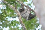 Panamanian Three-toed Sloth (Bradypus variegatus)<br>(pan02-2095)