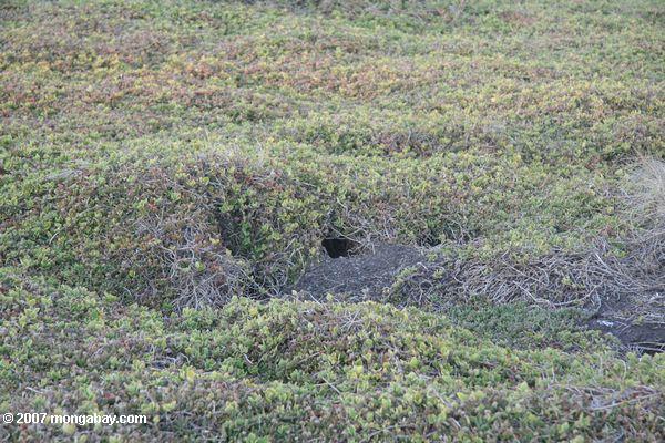 Fairy or Little Penguin (Eudyptula minor) den on Philip's Island