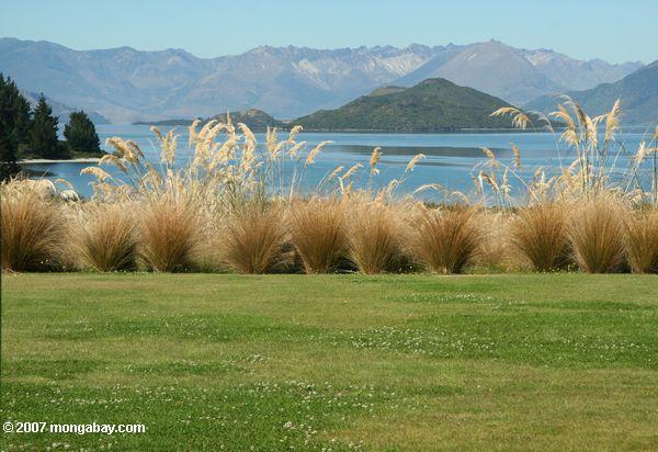 Grass along Lake Wakatipu