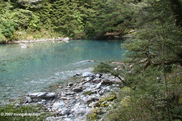 Turquoise glacial waters of the Dart River
