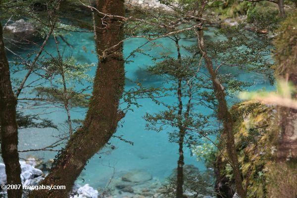 Turquoise waters of the Dart River