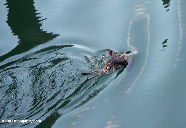 New Zealand Fur Seal diving in Milford Sound