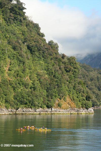 Kayakers in Milford Sound
